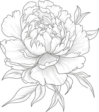 Peony coloring page isolated on transparent background