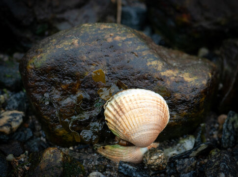 A Seashell Resting on a Rocky Surface