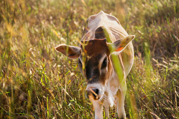 In the heart of Madagascar, cows are more than animals, they are symbols of peaceful living and...
