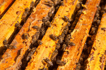 Open hive showing the bees swarming on a honeycomb..