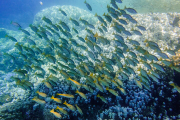 school of fish over a coral reef in deep blue water during diving in egypt detail