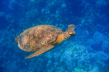 sea turtle swimming close to the camera during diving in blue water