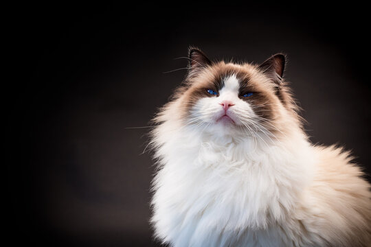 Beautiful young healthy Ragdoll cat on a black background.