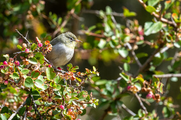 The Abyssinian white-eye, white-breasted white-eye, Zosterops abyssinicus.