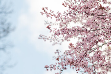 Obraz premium Tree flowers blossoming in springtime against the sky with copy space