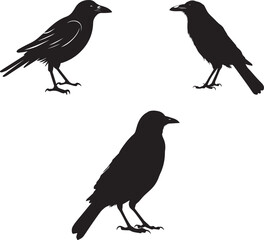Raven crow Halloween silhouette design, isolated white background.