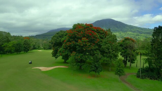 Delonix regia trees with red flowers on the green golf fields on Bali, Indonesia. Delonix regia flower another names is Royal Poinciana, Flamboyant Tree, Flame Tree, Peacock Flower, Gulmohar.