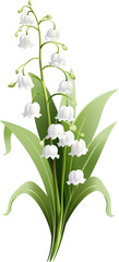 Lily of the valley flower isolated on transparent background