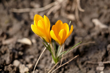 Yellow crocuses in spring sunlight bloomed in spring