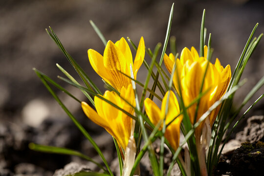 Yellow crocuses in spring sunlight bloomed in spring