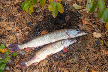 Freshwater pike fish. Two Freshwater pikes fish lies on keep net at autumn time..