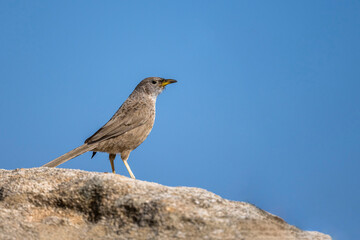 The Arabian Babbler, Turdoides squamiceps.