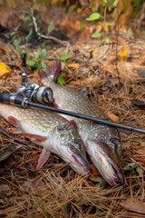 Freshwater pike fish. Two freshwater pike fish and fishing rod with reel on yellow leaves at autumn...