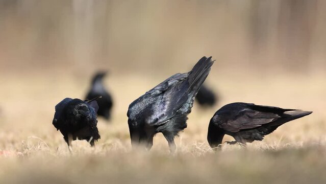 Bird beautiful raven Corvus corax North autumn time Poland Europe, ravens on autumn meadow large flock of hungry birds	