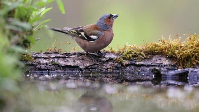 Bird male chaffinch Fringilla coelebs perching on forest puddle, spring time