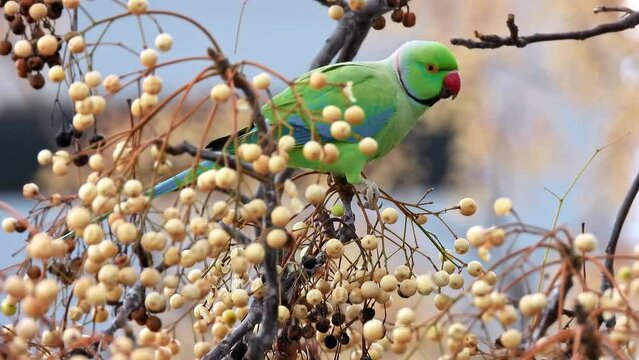 Vivid green parrot amidst golden autumn berries.