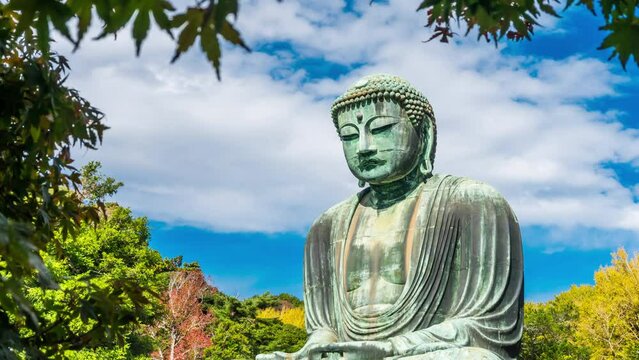 Timelapse of The Great Buddha Daibutsu, a view through the autumn leaves, is a lanmak and the sacred site is located in Kotokuin Temple. which is a symbol of Kamakura city Kanagawa Prefecture Japan