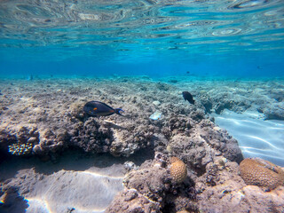 Surgeon fish or sohal tang fish (Acanthurus sohal) at the Red Sea coral reef..