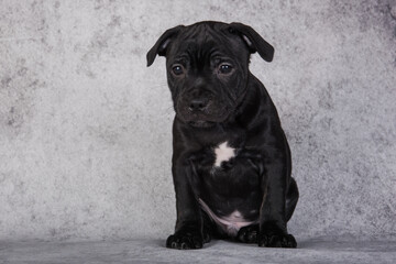 American Staffordshire Bull Terrier dog puppy on gray background