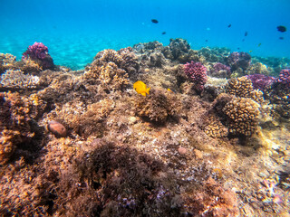 Underwater life of reef with corals and tropical fish. Coral Reef at the Red Sea, Egypt.