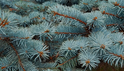 Naklejka na ściany i meble Branches of Blue Spruce. Background of Coniferous Plant
