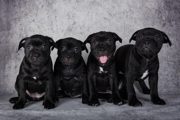 American Staffordshire Bull Terrier dogs puppies on gray background