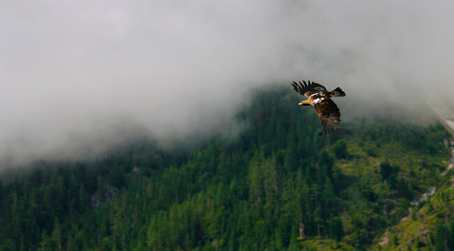 Steinadler im Flug