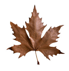 fallen maple tree leaf isolated on white