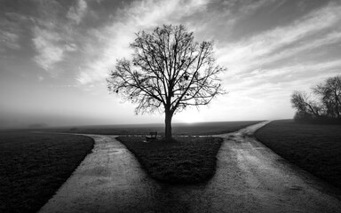 Bare tree with bench on a field near Tübingen Germany on a foggy winter morning at a fork in the road of two wet dirtways in rural landscape at morning sunrise after a rain, black and white greyscale.