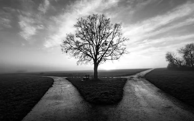 Selbstklebende Fototapeten Bare tree with bench on a field near Tübingen Germany on a foggy winter morning at a fork in the road of two wet dirtways in rural landscape at morning sunrise after a rain, black and white greyscale. © ON-Photography