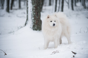 Samoyed white dog is sitting in the winter forest near Baltic Sea