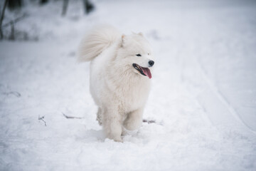 Samoyed white dog is sitting in the winter forest near Baltic Sea