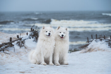Two white Samoyed white dogs are on snow sea beach in Latvia - obrazy, fototapety, plakaty