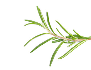 Fresh green rosemary twig and leaves isolated, clipping path
