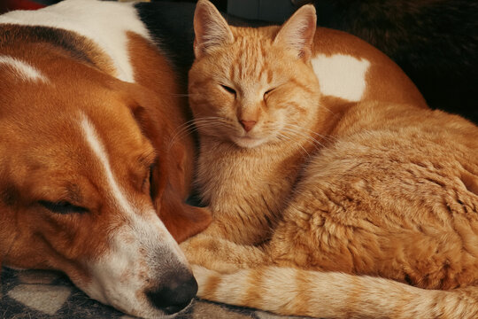 Dog and ginger cat sleep together. Friendship of pets. Cute animals are on the bed. Real photo.