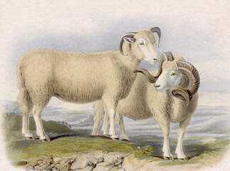 Sheep illustration