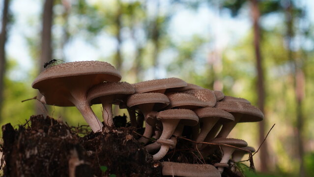 Lentinus squarrosulus in the forest