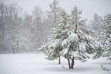 Snowy trees and snowflakes. Christmas concept. Winter landscape