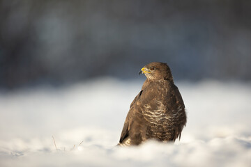 landing Common buzzard Buteo buteo in the fields in winter snow, buzzards in natural habitat, hawk bird on the ground, predatory bird close up winter bird