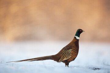 Bird - Common pheasant Phasianus colchius Ring-necked pheasant in natural habitat wildlife Poland Europe, winter time snowy meadow
