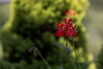 Close up of red flower with green background.