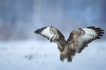 landing Common buzzard Buteo buteo in the fields in winter snow, buzzards in natural habitat, hawk...