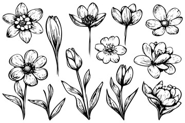 Set of tiny wild flowers and plants, vector botanical illustrations. Fashionable collection of flowers drawn in black ink. Modern design for logo, tattoo, wall art, branding and packaging.