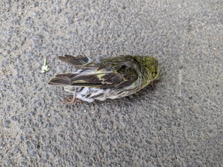 one dead sparrow on the asphalt