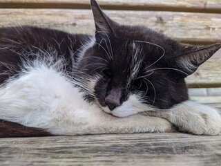 black and white cat lies on a bench and falls asleep during the day in the summer.