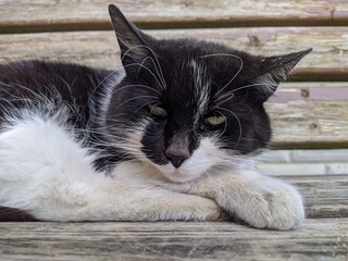 black and white cat lies on a bench and falls asleep during the day in the summer.