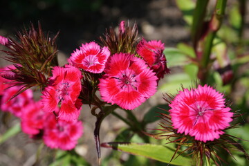 Beautiful red and pink garden flowers. small seasonal flowers in bloom. vibrant colors in nature 