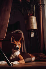 Basenji dogs in their natural environment.