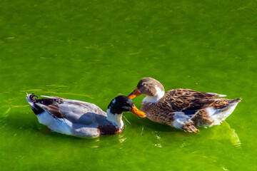 wo Grass Ducks: Aquatic Birds in the Water