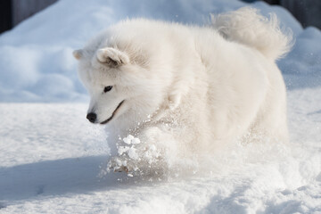 Obraz premium Samoyed white dog is running on snow outside